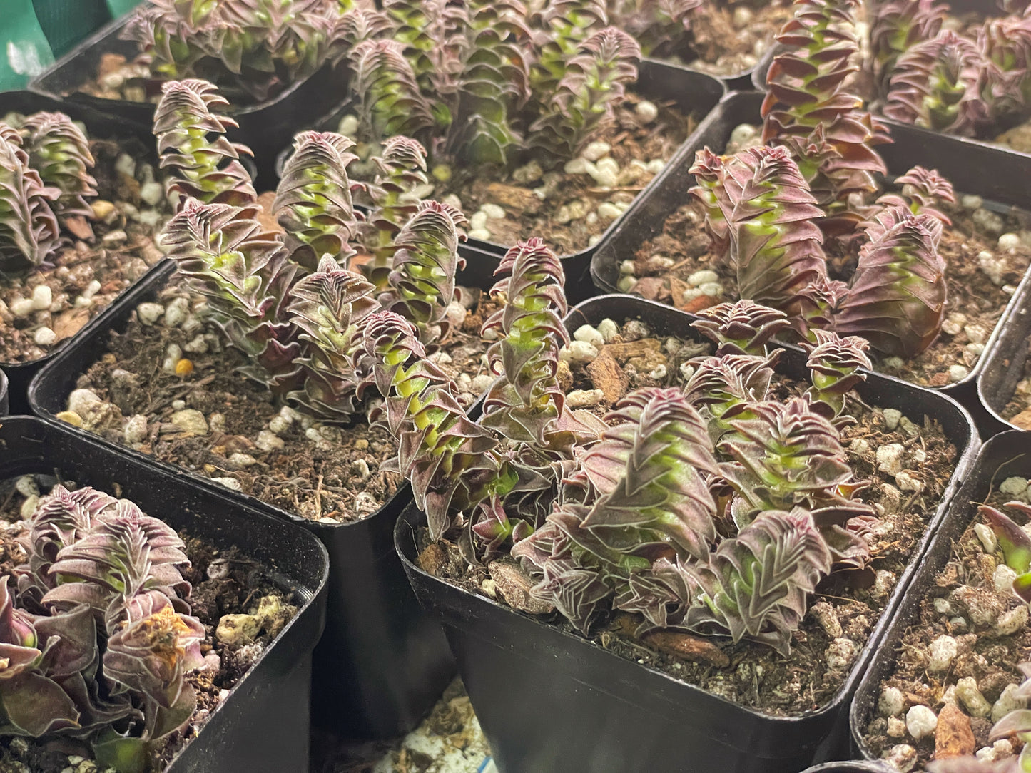 Crassula Pagoda Village - 0