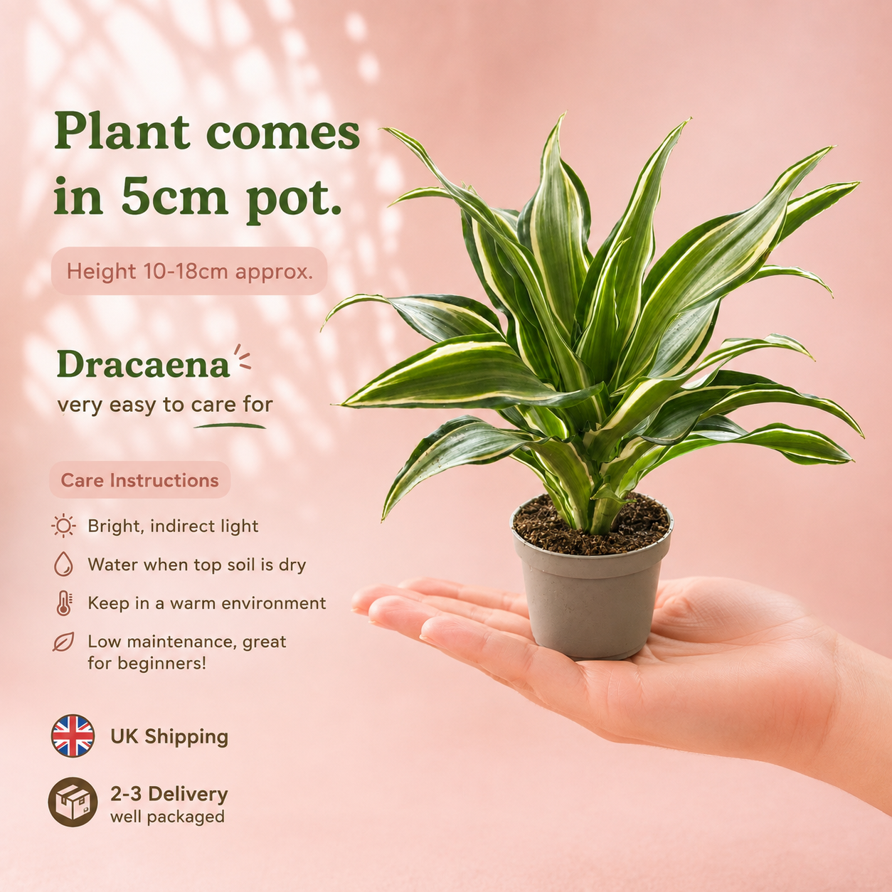 Dracaena Live Houseplant Set – 3 Baby Plants in 5.5cm Pots