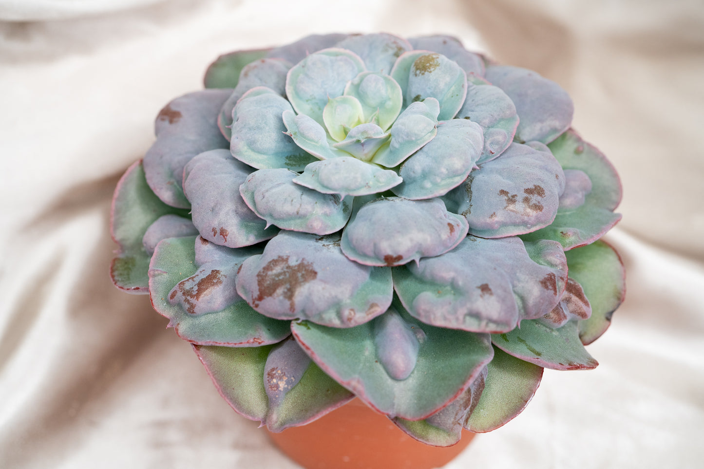 15cm Echeveria Blue Heart's Delight, Succulent plant