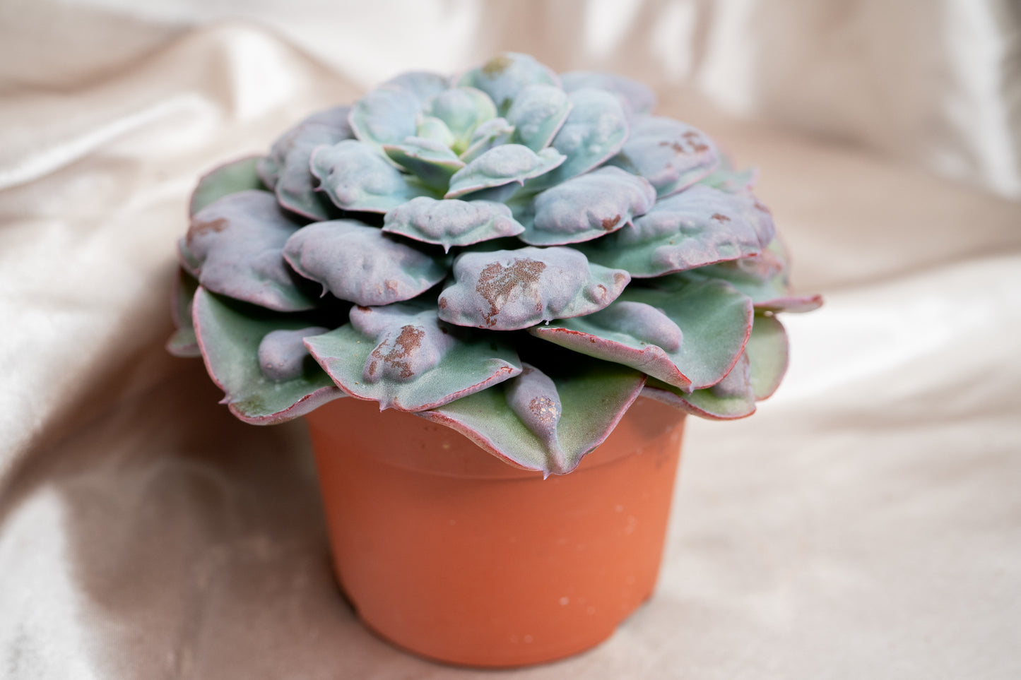 15cm Echeveria Blue Heart's Delight, Succulent plant