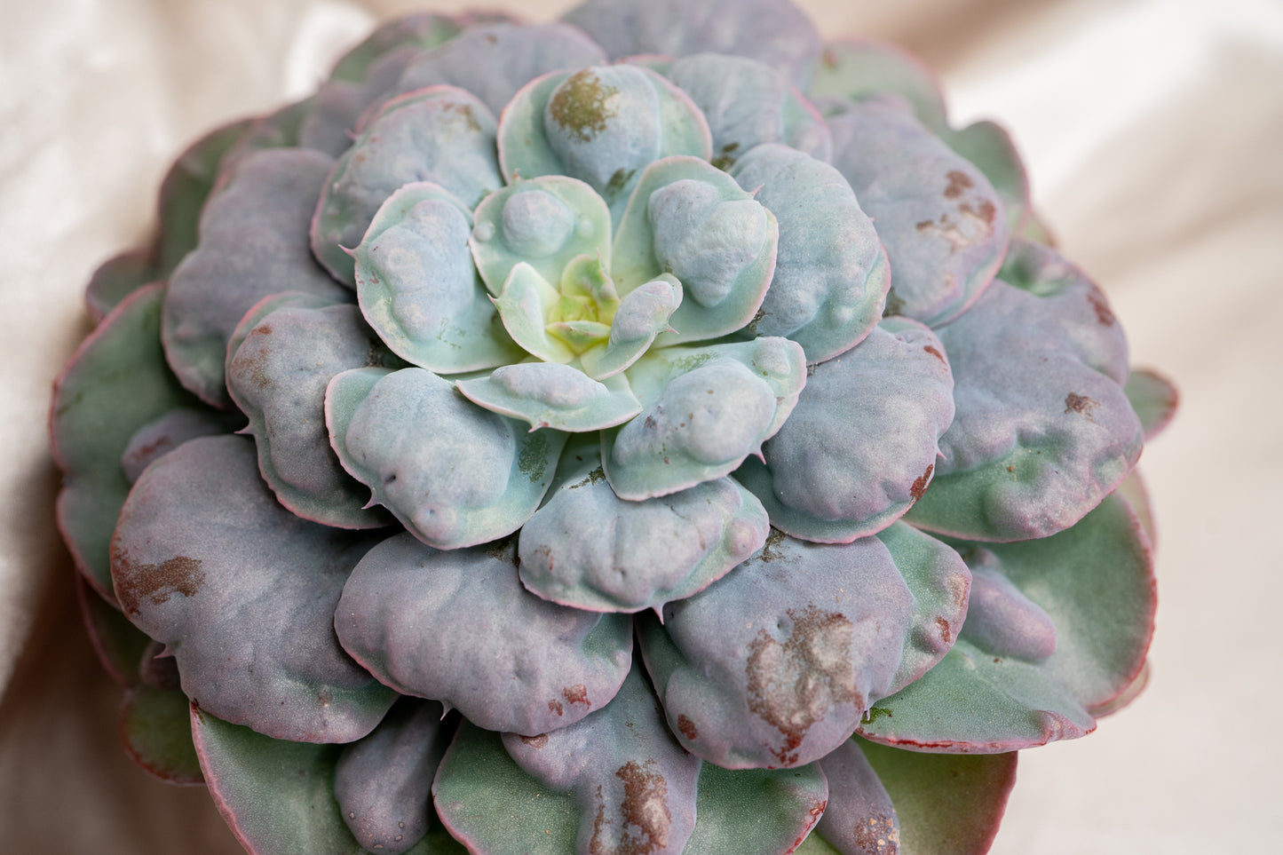 15cm Echeveria Blue Heart's Delight, Succulent plant