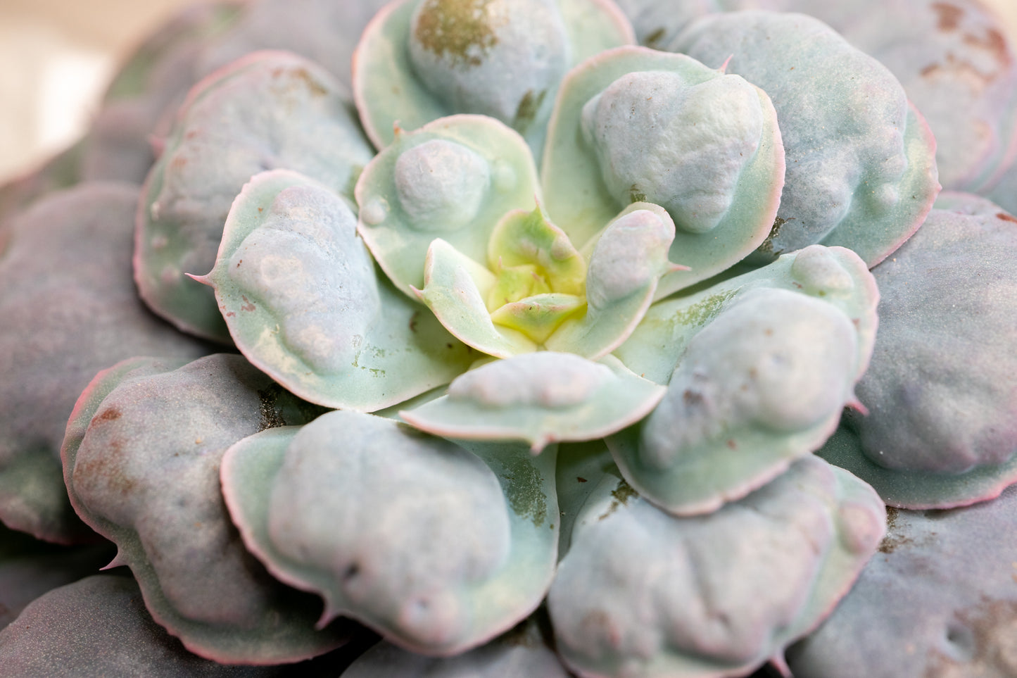 15cm Echeveria Blue Heart's Delight, Succulent plant