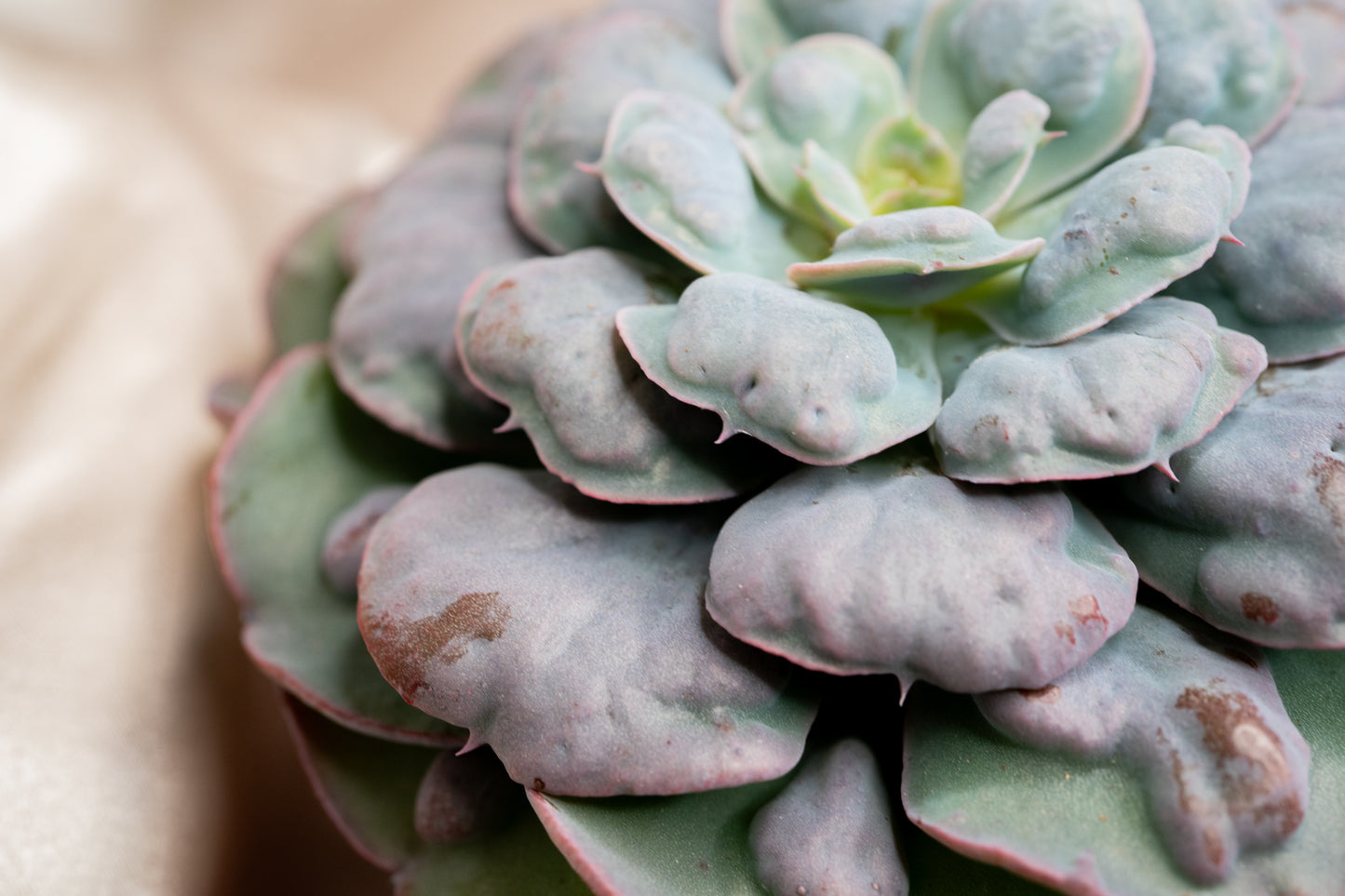 15cm Echeveria Blue Heart's Delight, Succulent plant