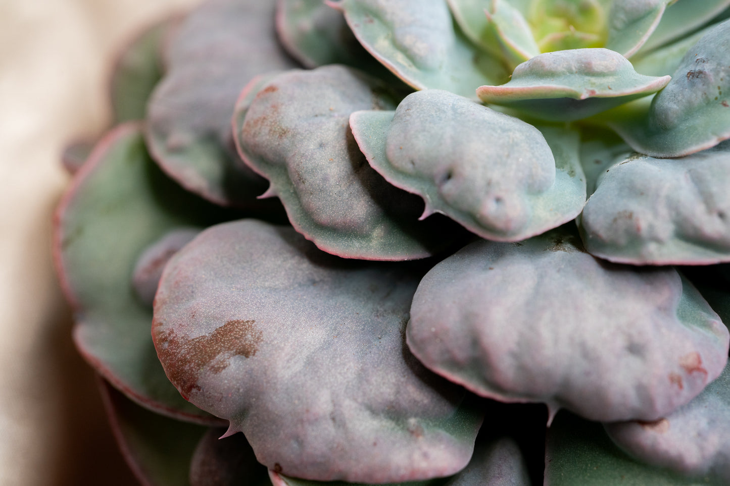 15cm Echeveria Blue Heart's Delight, Succulent plant