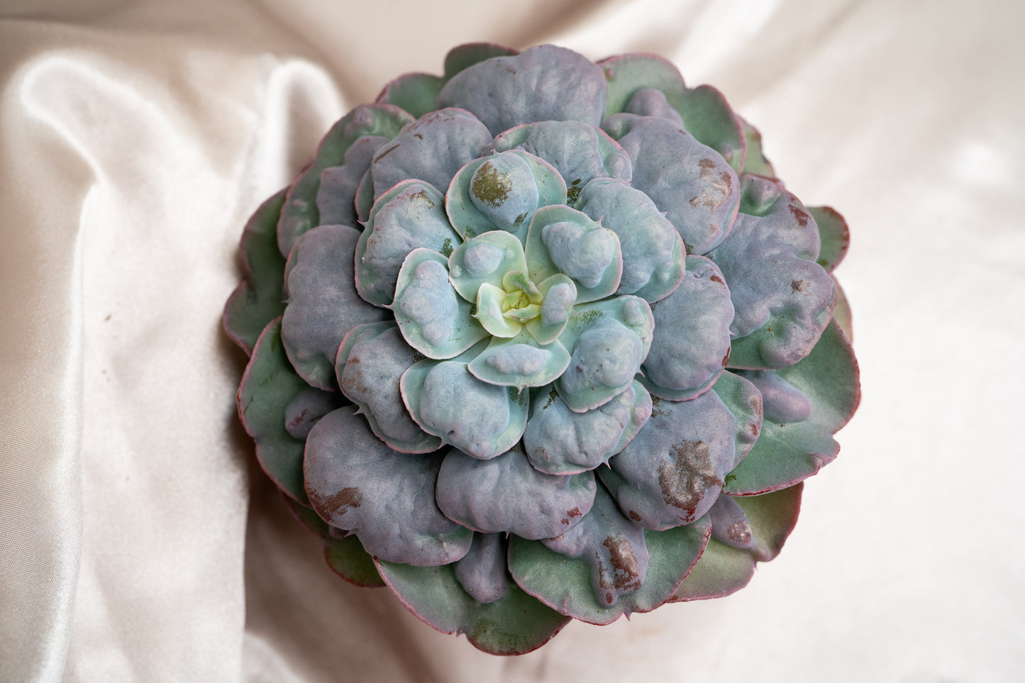 15cm Echeveria Blue Heart's Delight, Succulent plant