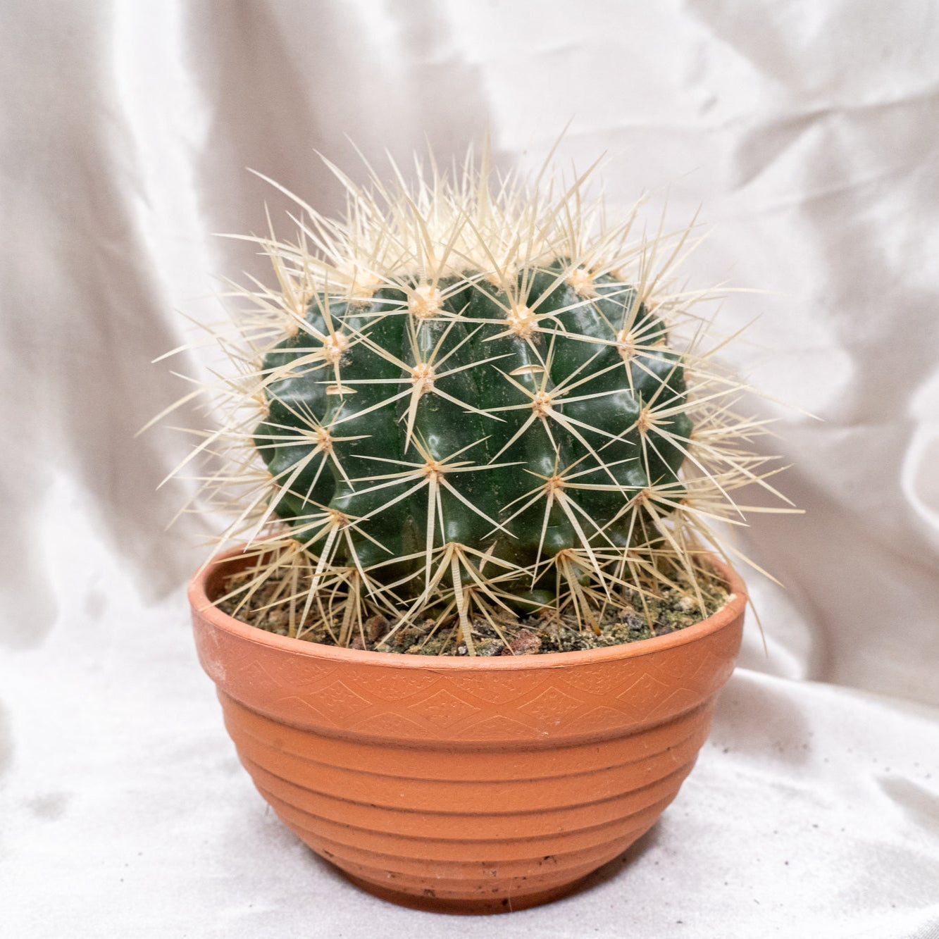 Echinocactus Grusonii with Long Spines in 13cm Pot, Cactus House Plant