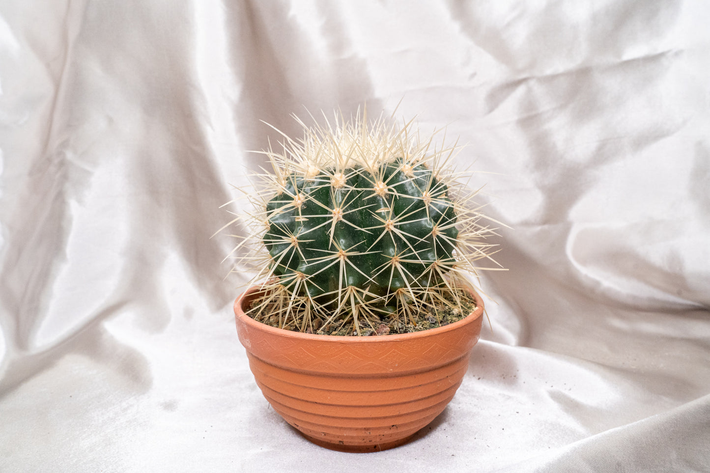Echinocactus Grusonii with Long Spines in 13cm Pot, Cactus House Plant