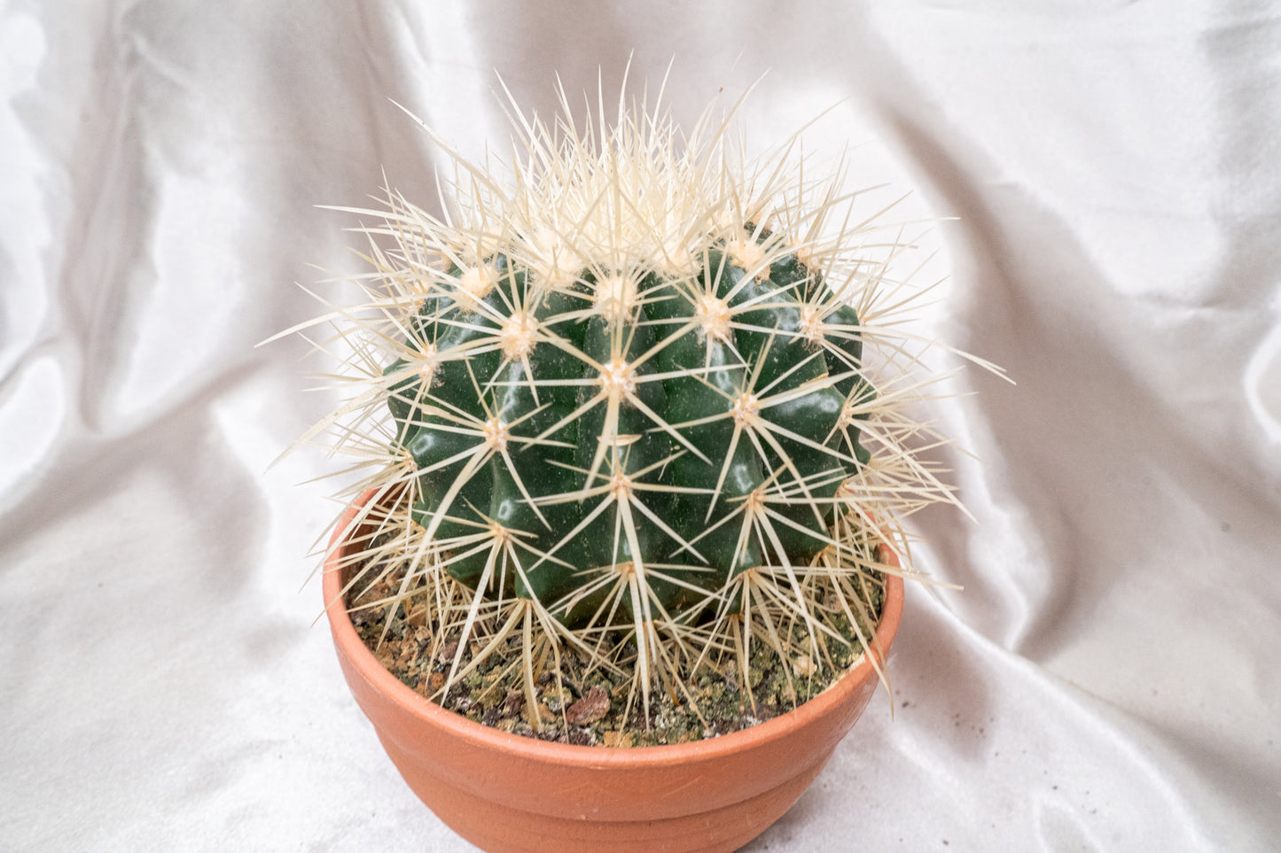 Echinocactus Grusonii with Long Spines in 13cm Pot, Cactus House Plant