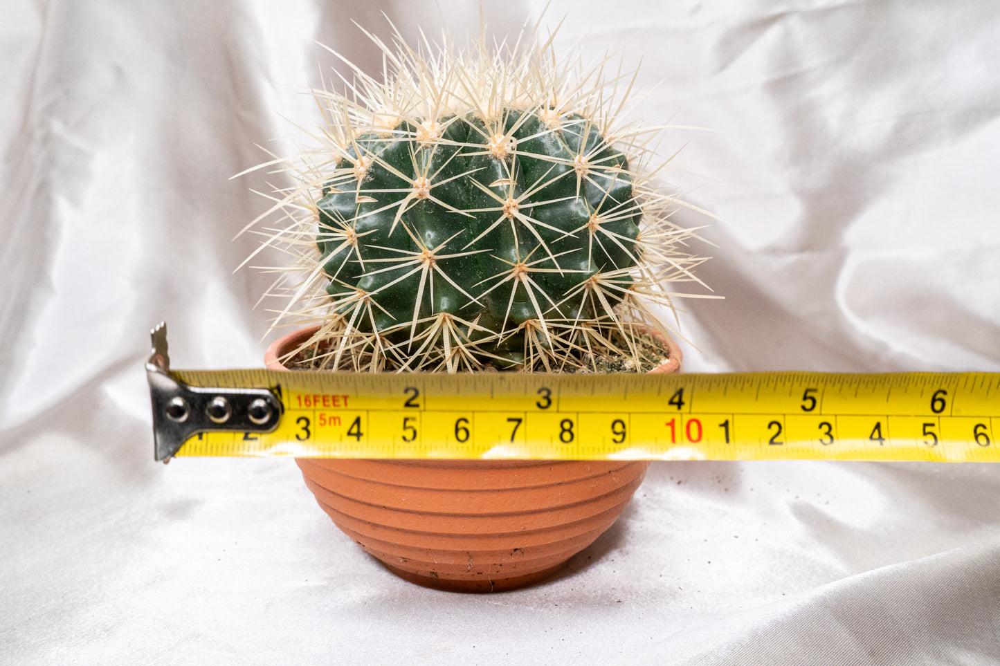 Echinocactus Grusonii with Long Spines in 13cm Pot, Cactus House Plant