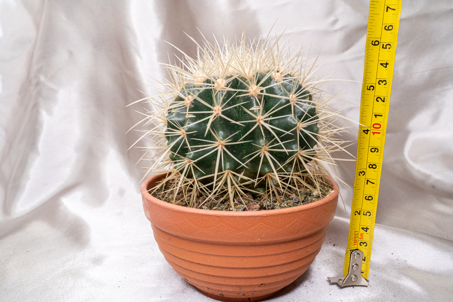Echinocactus Grusonii with Long Spines in 13cm Pot, Cactus House Plant
