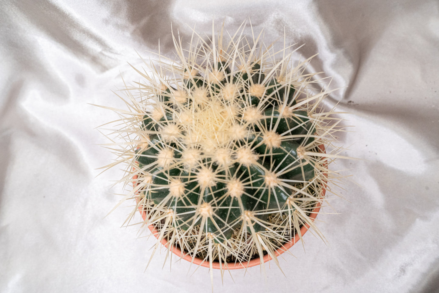 Echinocactus Grusonii with Long Spines in 13cm Pot, Cactus House Plant