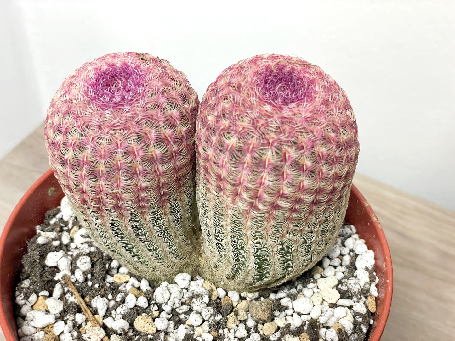 Echinocereus Rigidissimus, Rainbow Cactus - 0