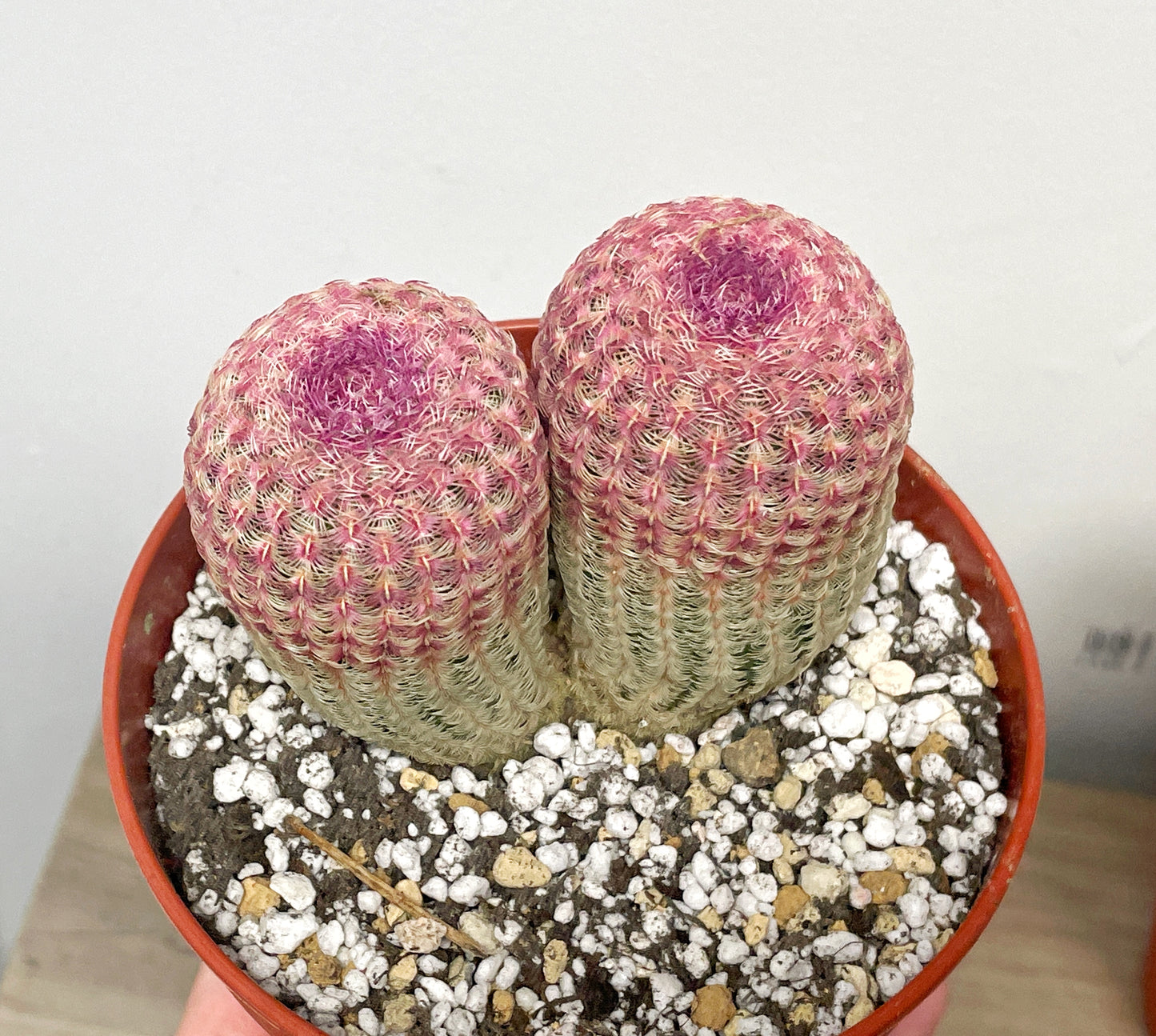 Echinocereus Rigidissimus, Rainbow Cactus - 0