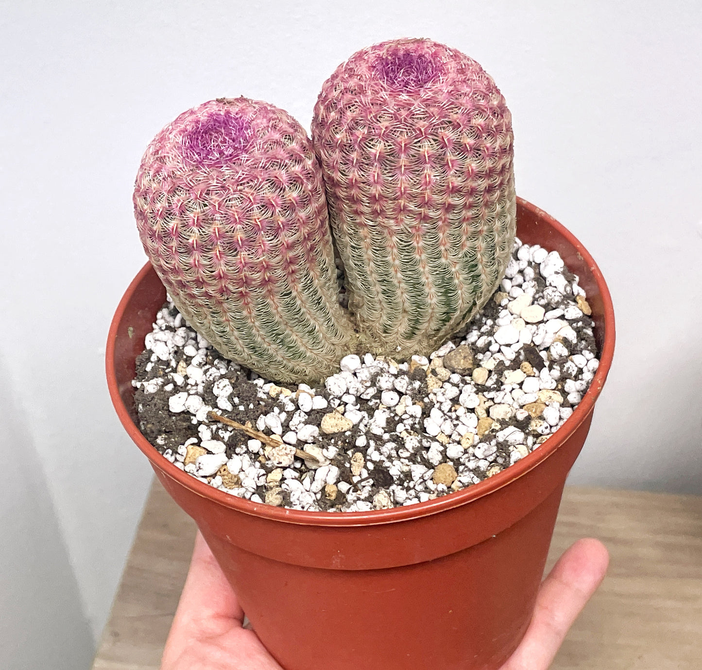 Echinocereus Rigidissimus, Rainbow Cactus - 0