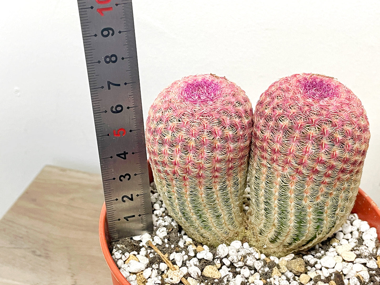 Echinocereus Rigidissimus, Rainbow Cactus - 0