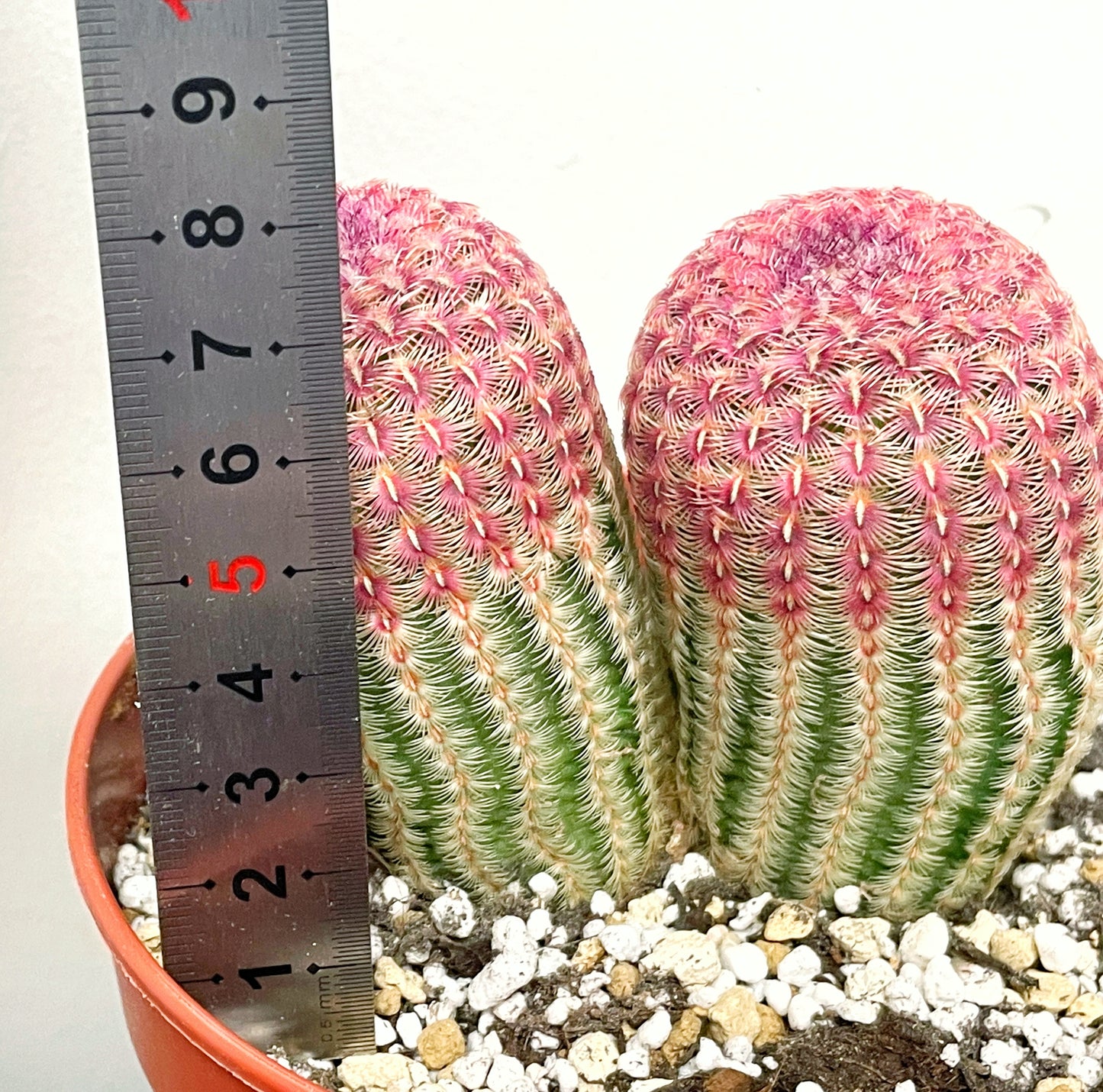 Echinocereus Rigidissimus, Rainbow Cactus