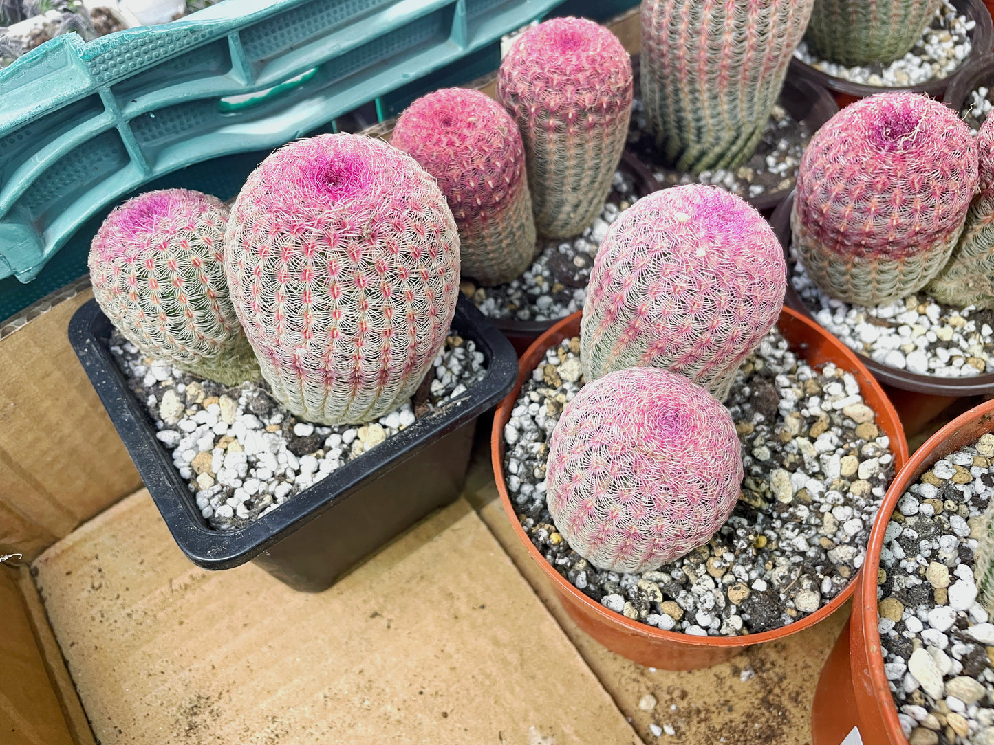Echinocereus Rigidissimus, Rainbow Cactus - 0