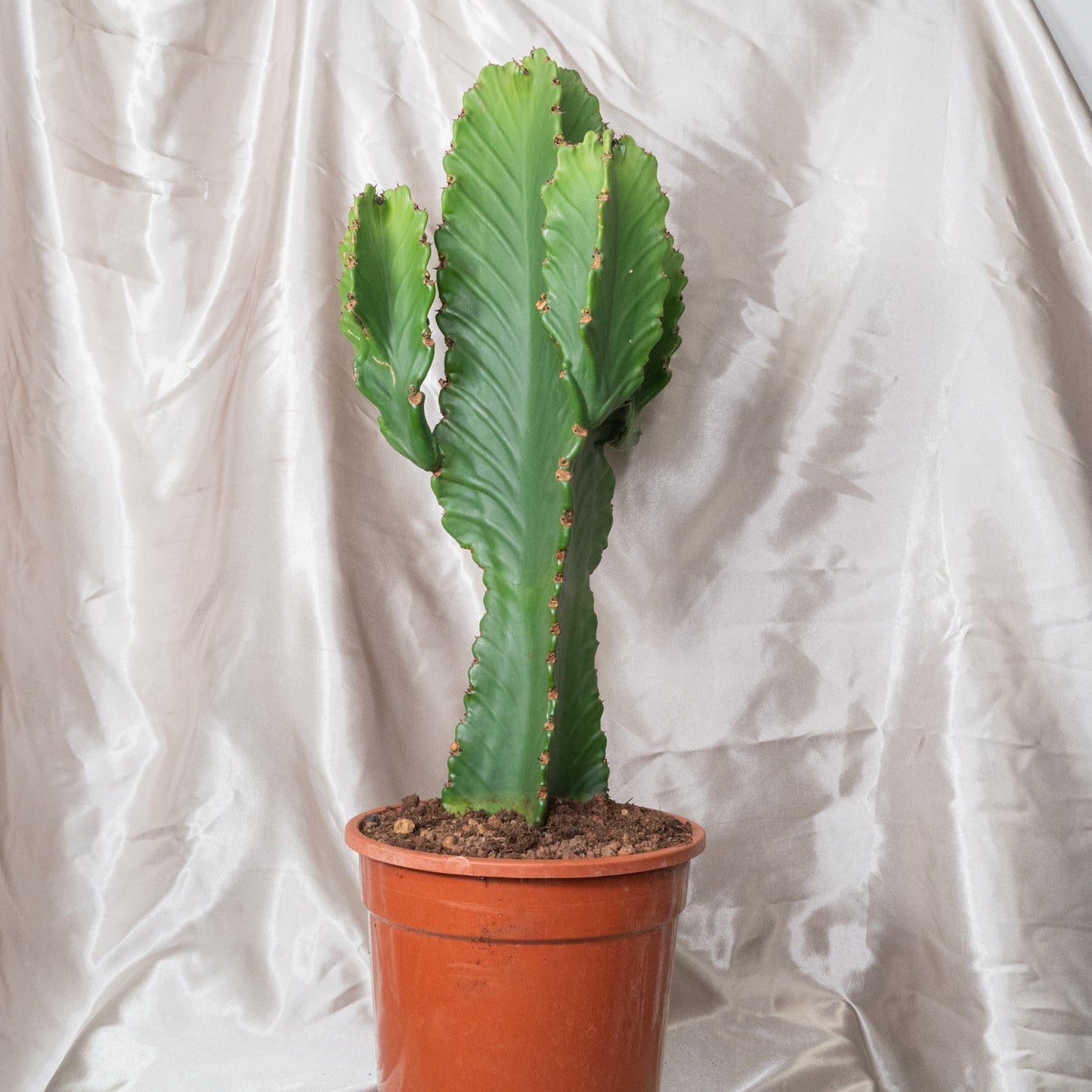 Around 60cm Multi Head Euphorbia Ingens in 22cm pot, Cowboy Cactus