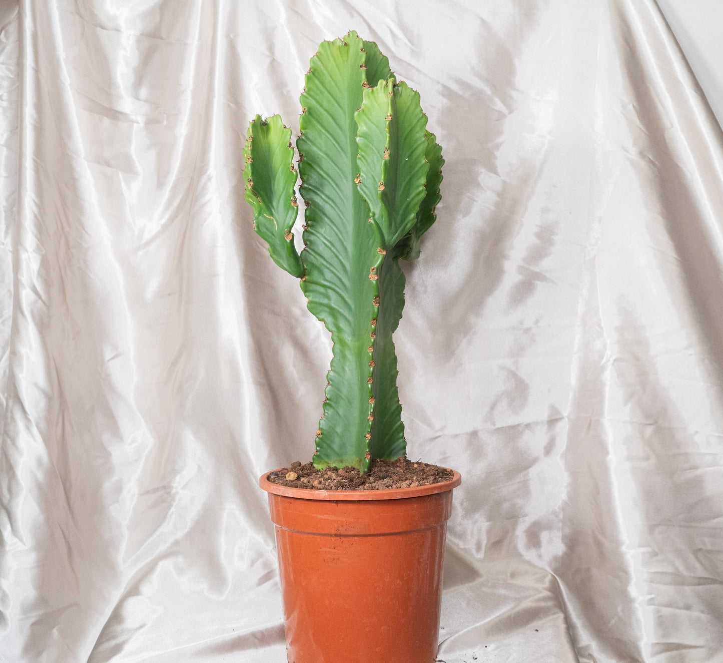 Around 60cm Multi Head Euphorbia Ingens in 22cm pot, Cowboy Cactus
