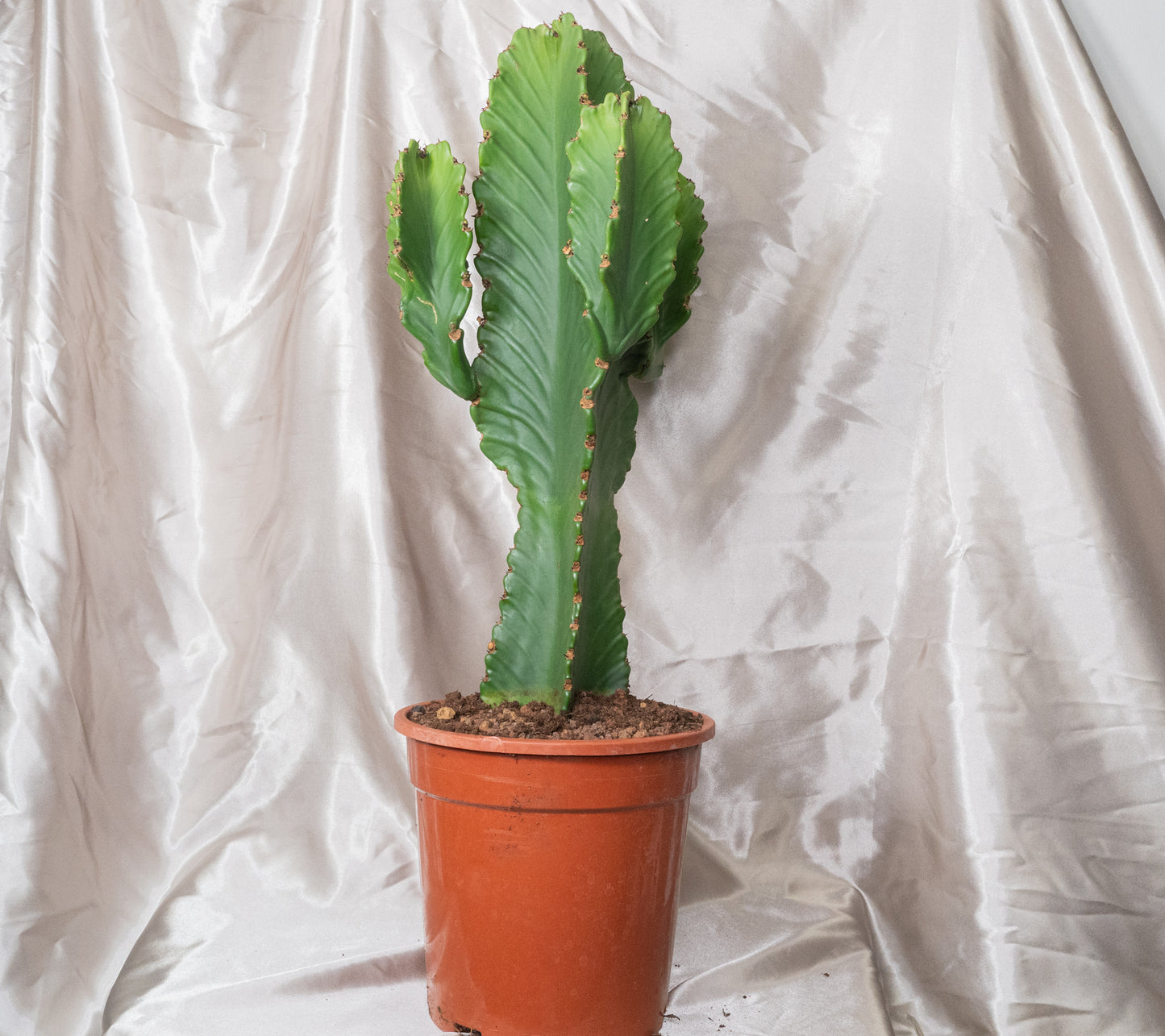 Around 60cm Multi Head Euphorbia Ingens in 22cm pot, Cowboy Cactus