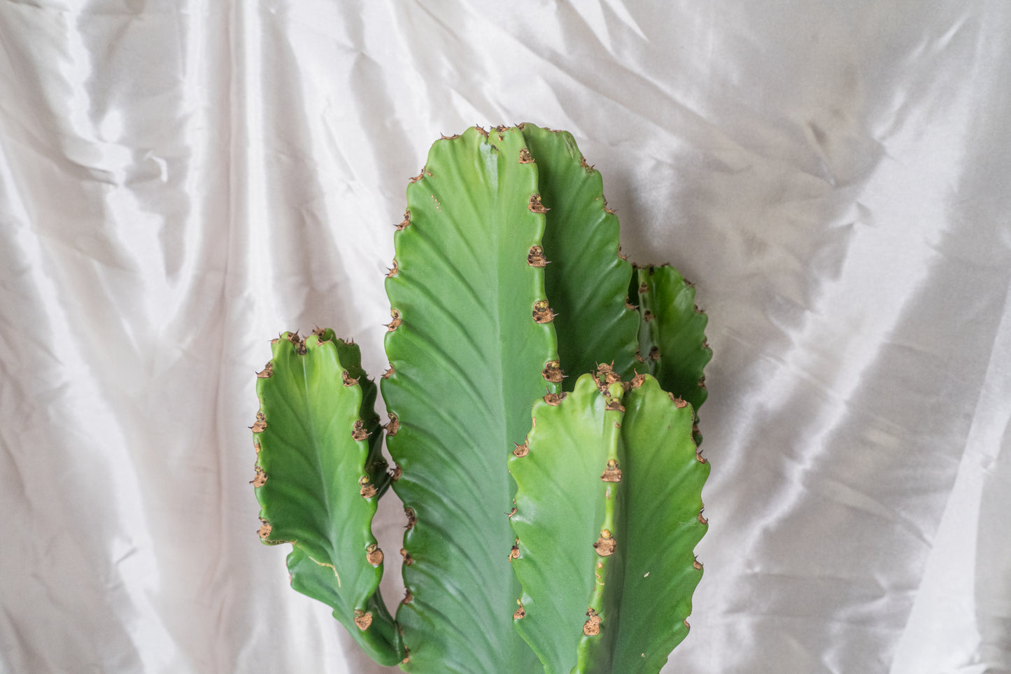 Around 60cm Multi Head Euphorbia Ingens in 22cm pot, Cowboy Cactus