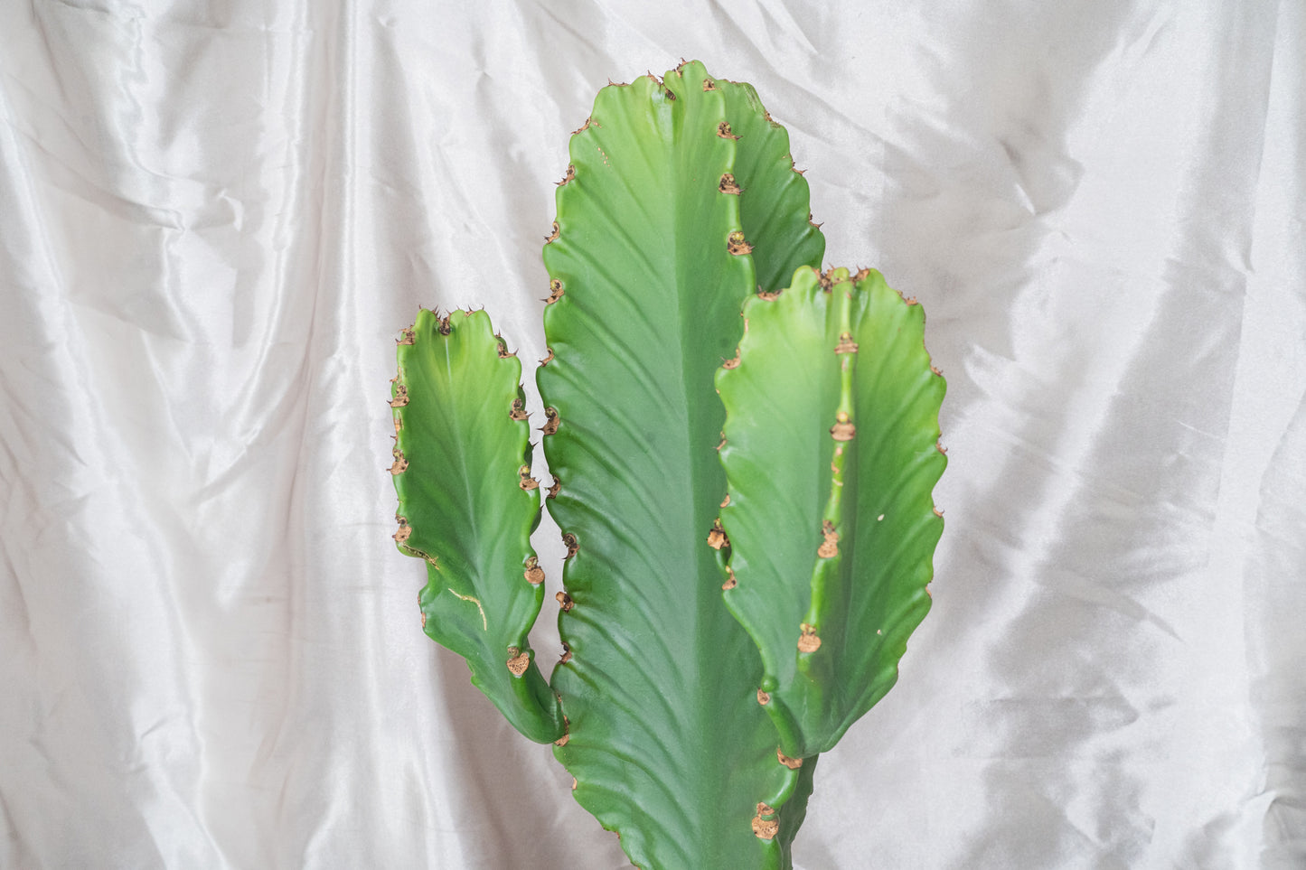 Around 60cm Multi Head Euphorbia Ingens in 22cm pot, Cowboy Cactus