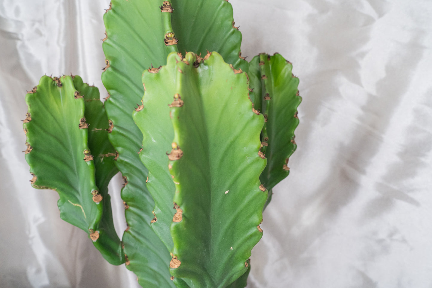 Around 60cm Multi Head Euphorbia Ingens in 22cm pot, Cowboy Cactus