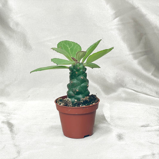 Euphorbia Monadenium ritchiei in 6cm pot – 0