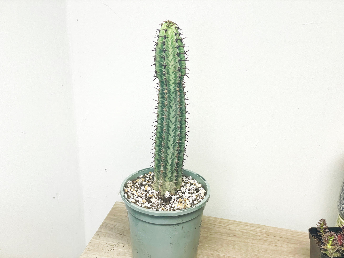 Euphorbia Zebra – African Spiny Succulent - 0