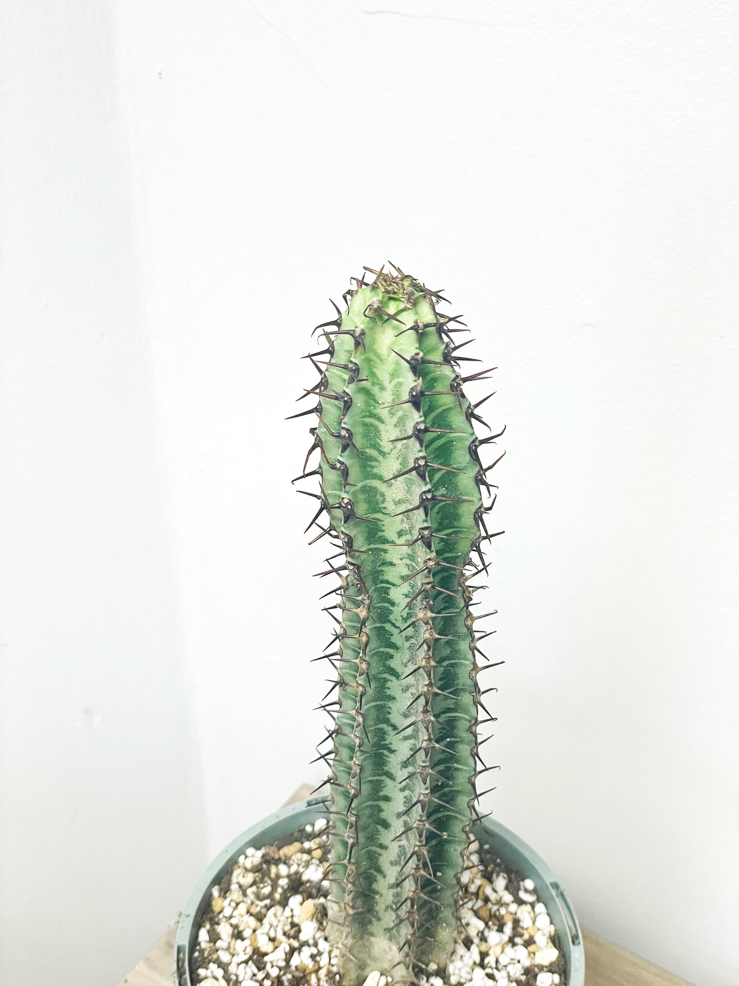 Euphorbia Zebra – African Spiny Succulent - 0