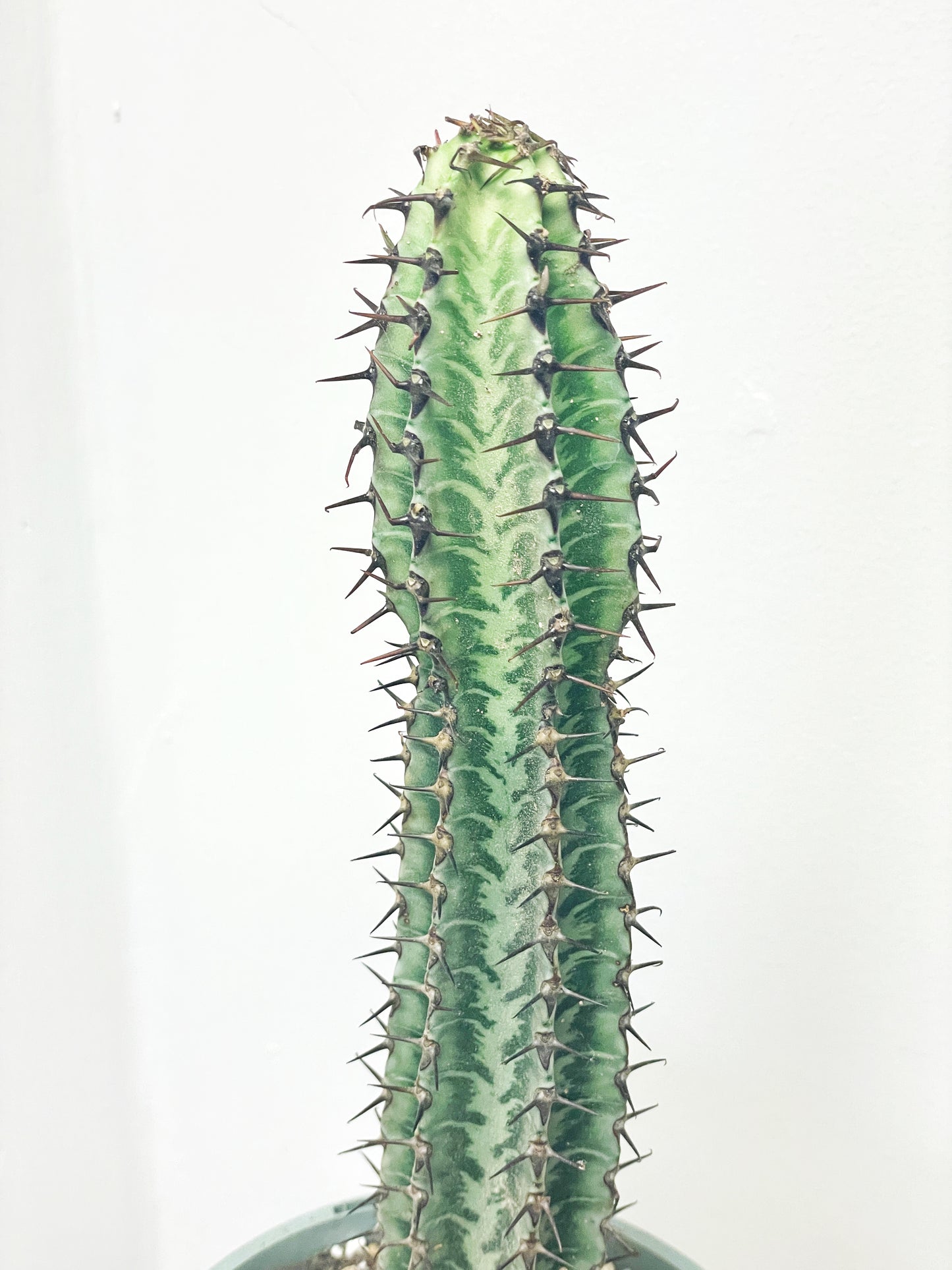 Euphorbia Zebra – African Spiny Succulent - 0