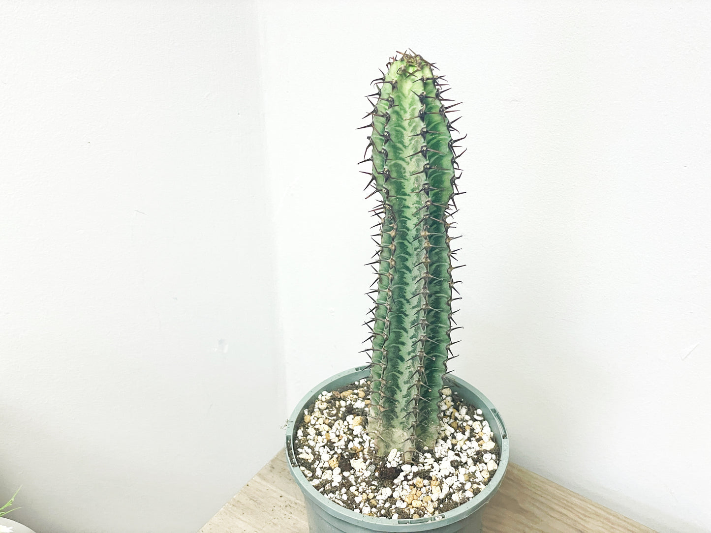 Euphorbia Zebra – African Spiny Succulent - 0