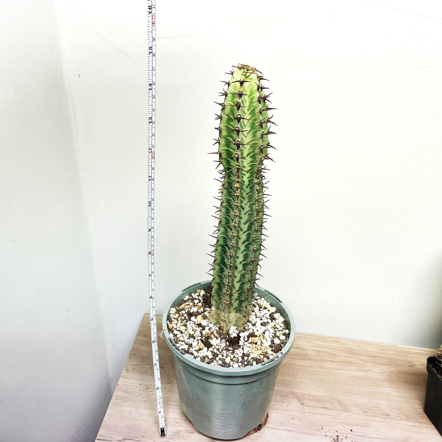 Euphorbia Zebra – African Spiny Succulent - 0