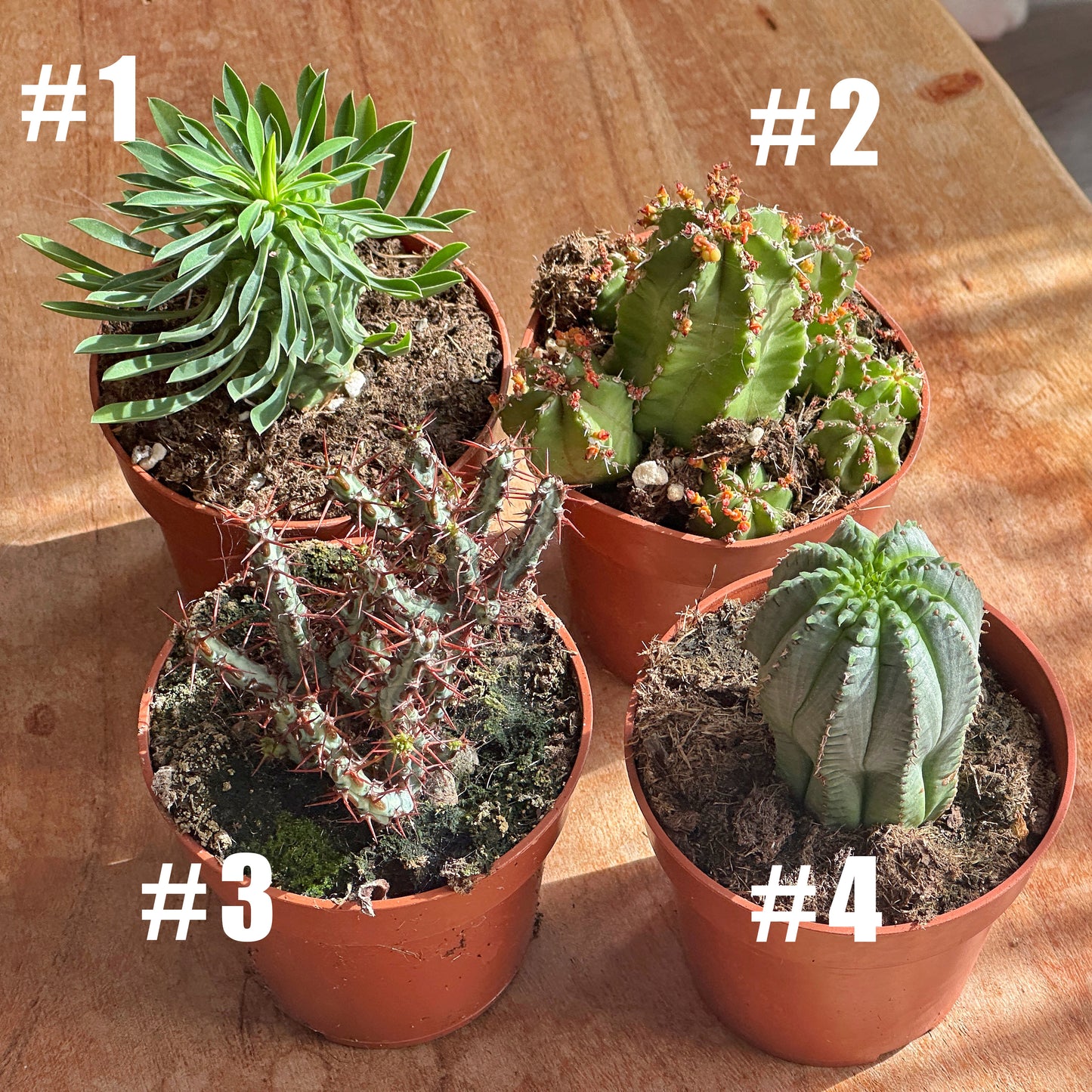 Euphorbia fimbriata/Sotesa Kirin/frankii/Aeruginosa - 0
