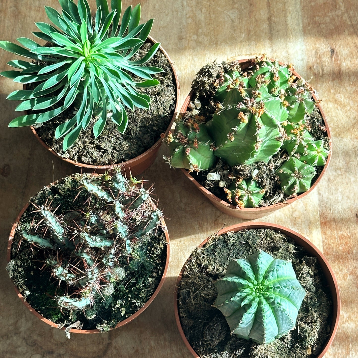 Euphorbia fimbriata/Sotesa Kirin/frankii/Aeruginosa - 0