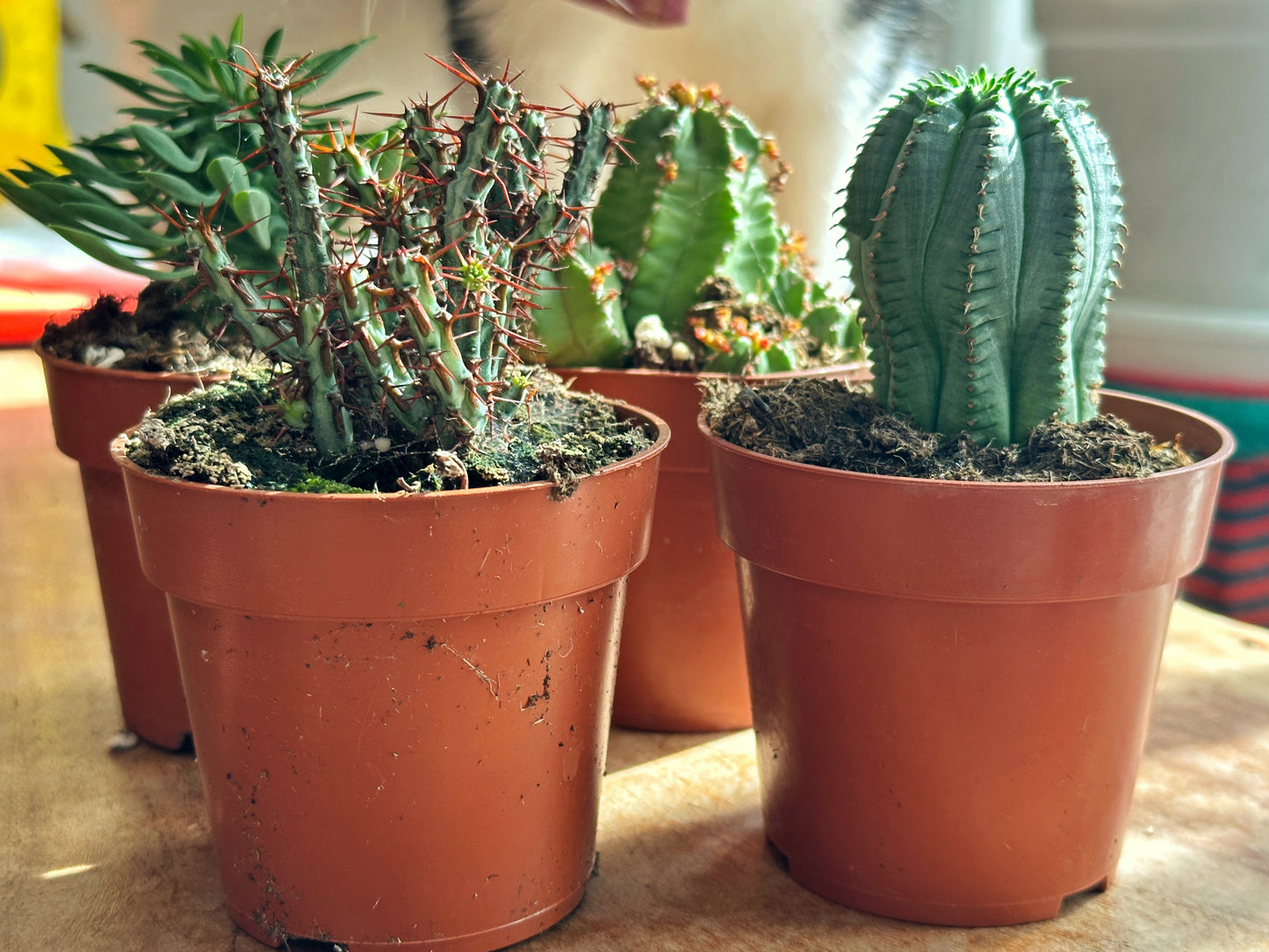 Euphorbia fimbriata/Sotesa Kirin/frankii/Aeruginosa - 0