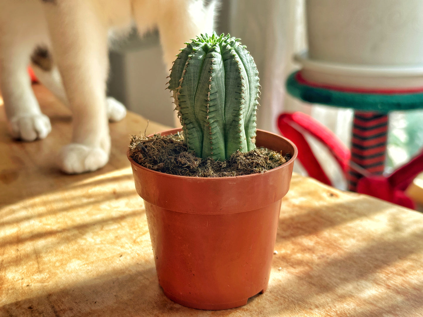 Euphorbia fimbriata/Sotesa Kirin/frankii/Aeruginosa - 0