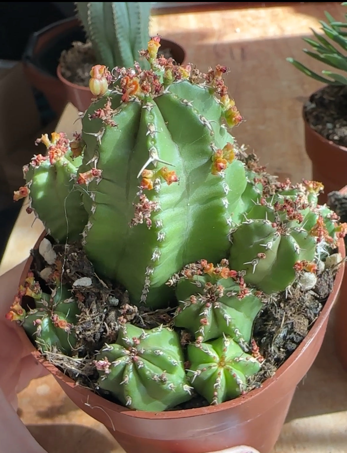 Euphorbia fimbriata/Sotesa Kirin/frankii/Aeruginosa - 0