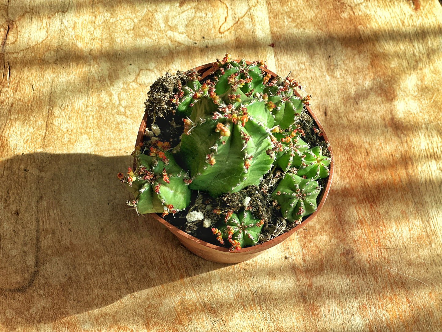 Euphorbia fimbriata/Sotesa Kirin/frankii/Aeruginosa - 0