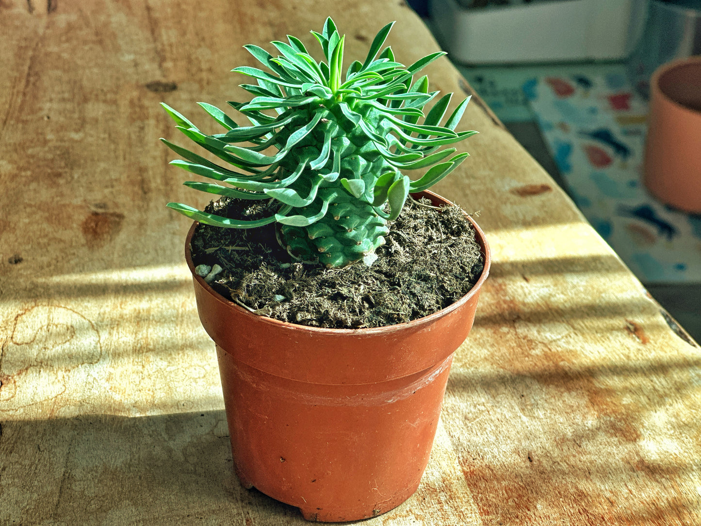 Euphorbia fimbriata/Sotesa Kirin/frankii/Aeruginosa - 0