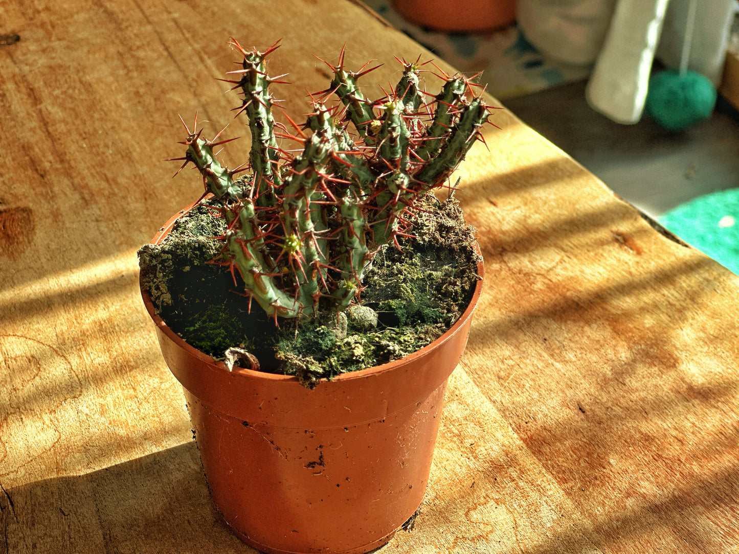 Euphorbia fimbriata/Sotesa Kirin/frankii/Aeruginosa - 0