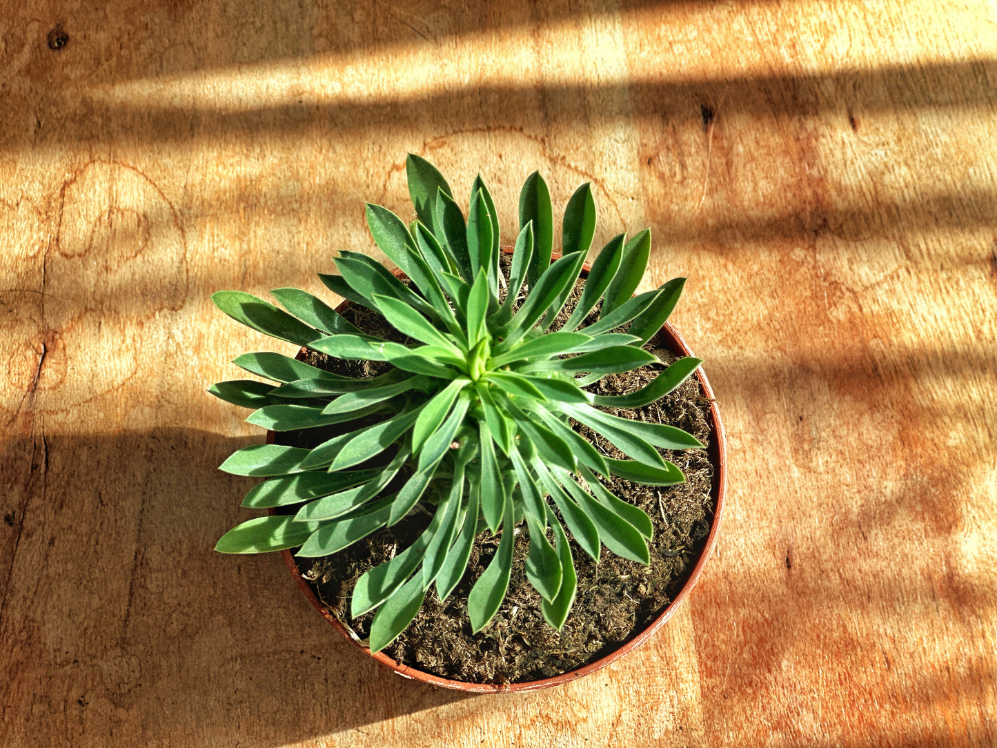 Euphorbia fimbriata/Sotesa Kirin/frankii/Aeruginosa - 1