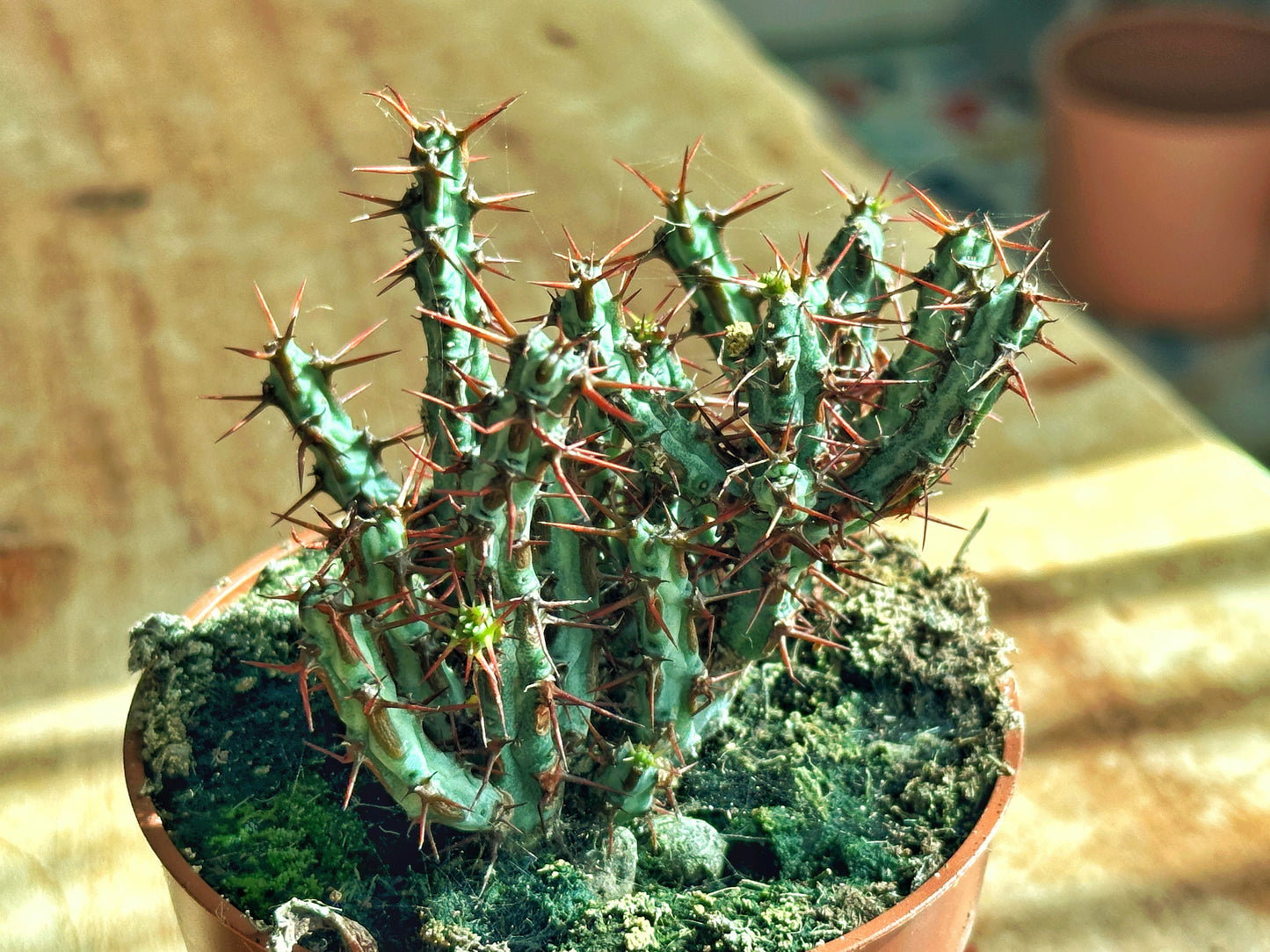 Euphorbia fimbriata/Sotesa Kirin/frankii/Aeruginosa - 1