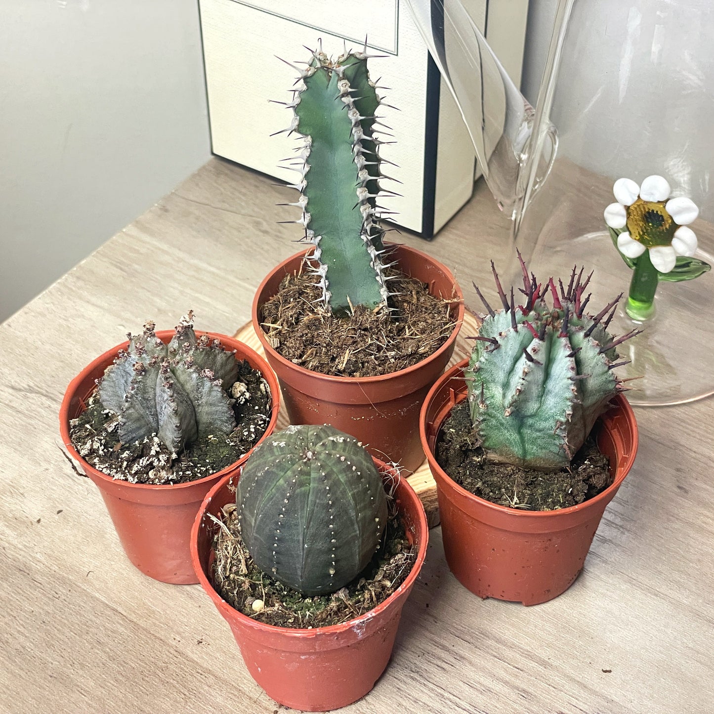 Euphorbia obesa/polygona/horrida/Polyacantha - 0
