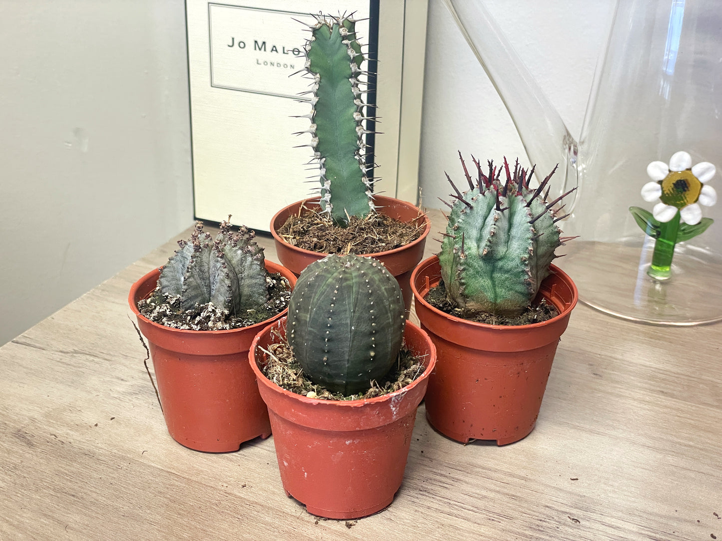 4 different Euphorbia, Euphorbia obesa/polygona/horrida/Polyacantha in 5.5cm pot