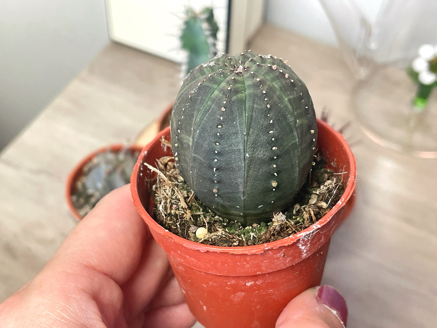 Euphorbia obesa/polygona/horrida/Polyacantha - 0