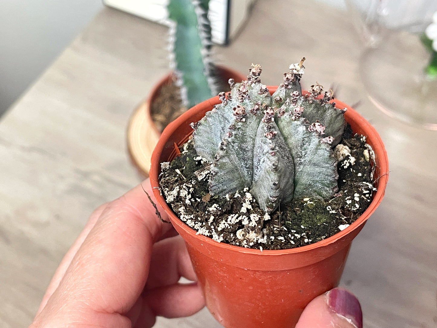 Euphorbia obesa/polygona/horrida/Polyacantha - 0