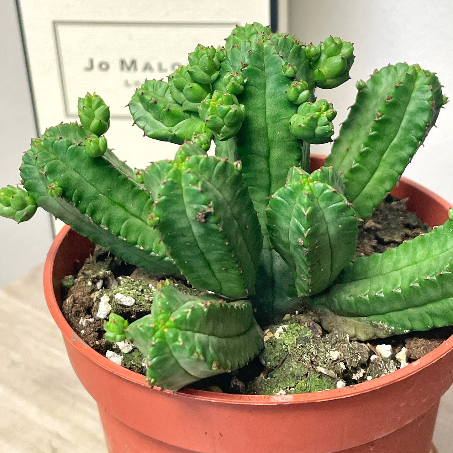 Euphorbia tubiglans - 0