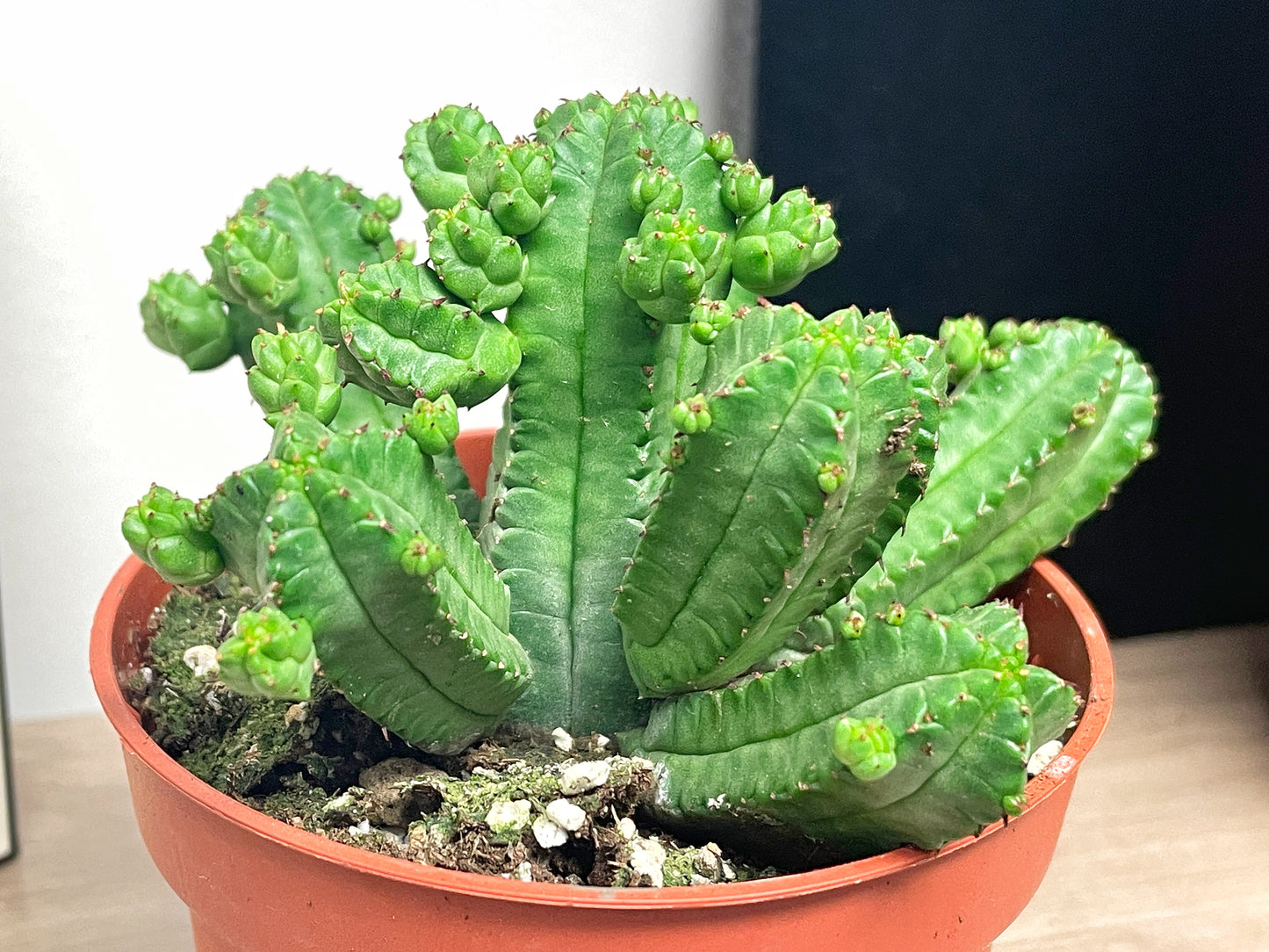 Euphorbia tubiglans - 0