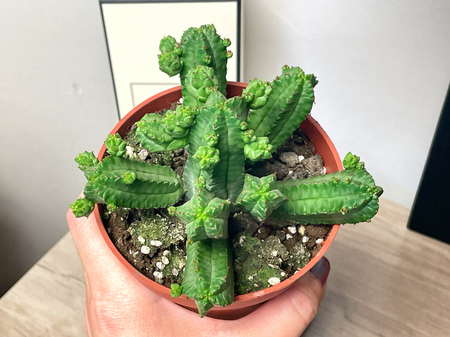 Euphorbia tubiglans - 0